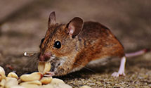24 Hour & Emergency Exterminators in Laytonville Rancheria, CA
